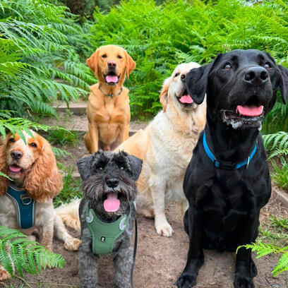 Dogs walking off-lead at Oxshott Heath, Surrey