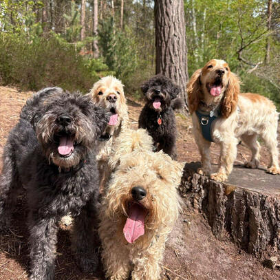 Dog walker collecting dogs from Cobham, Surrey